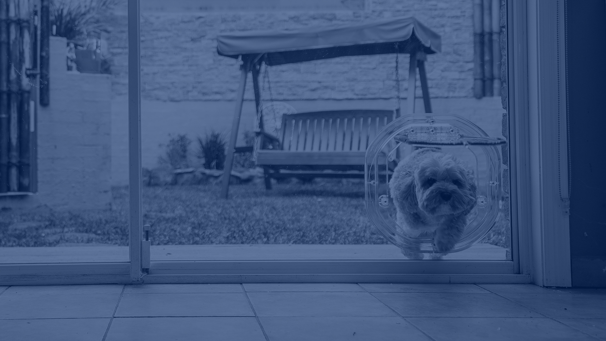 Dog jumping through dog door