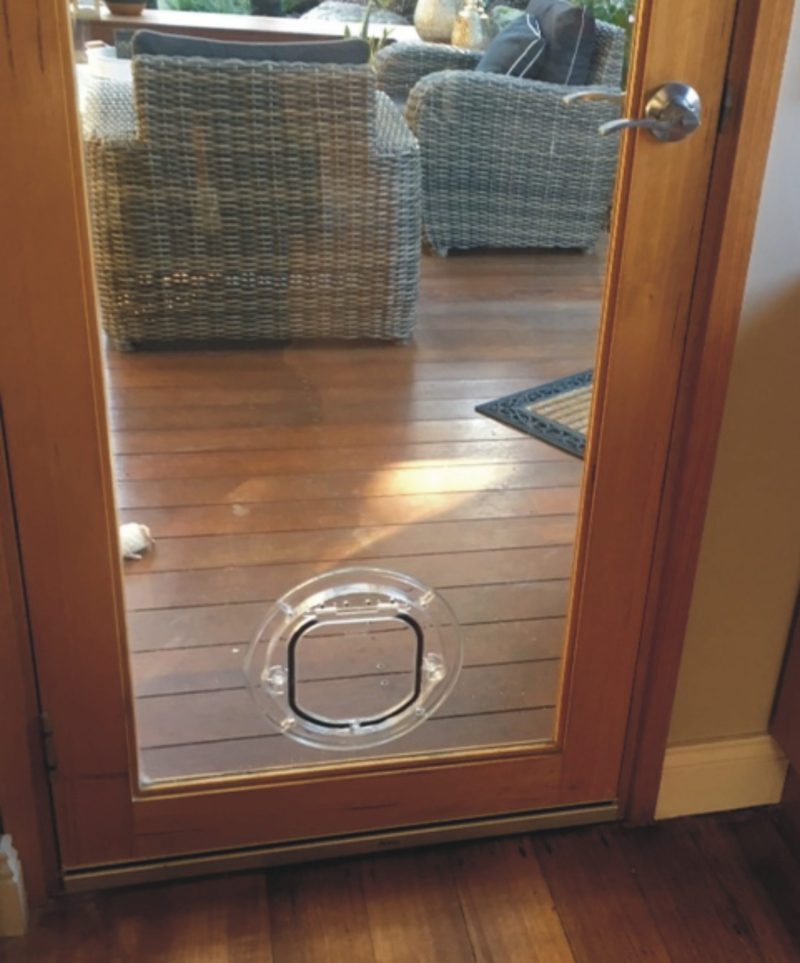 small cat door in glass door