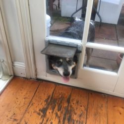 Could somebody please call Melbourne Pet Doors!