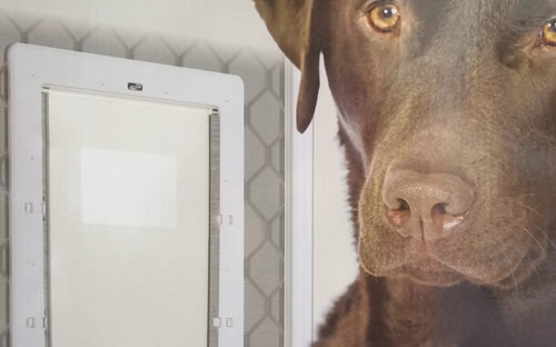 Large dog door for a screen door