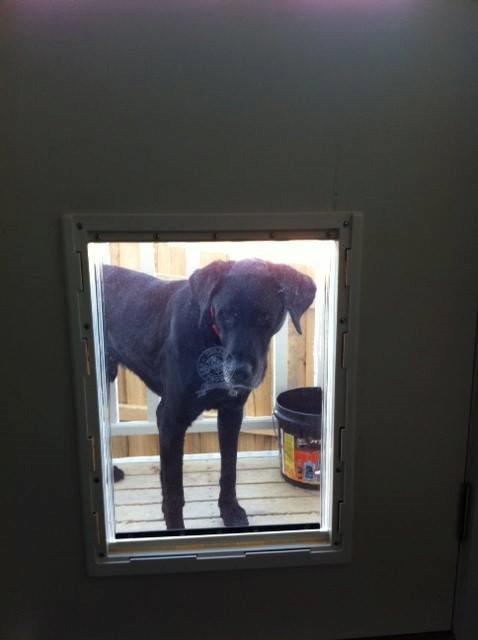 how big is a large dog door