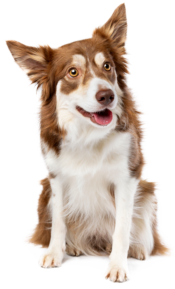 Dog Door Products & Installations Sydney Pet Doors