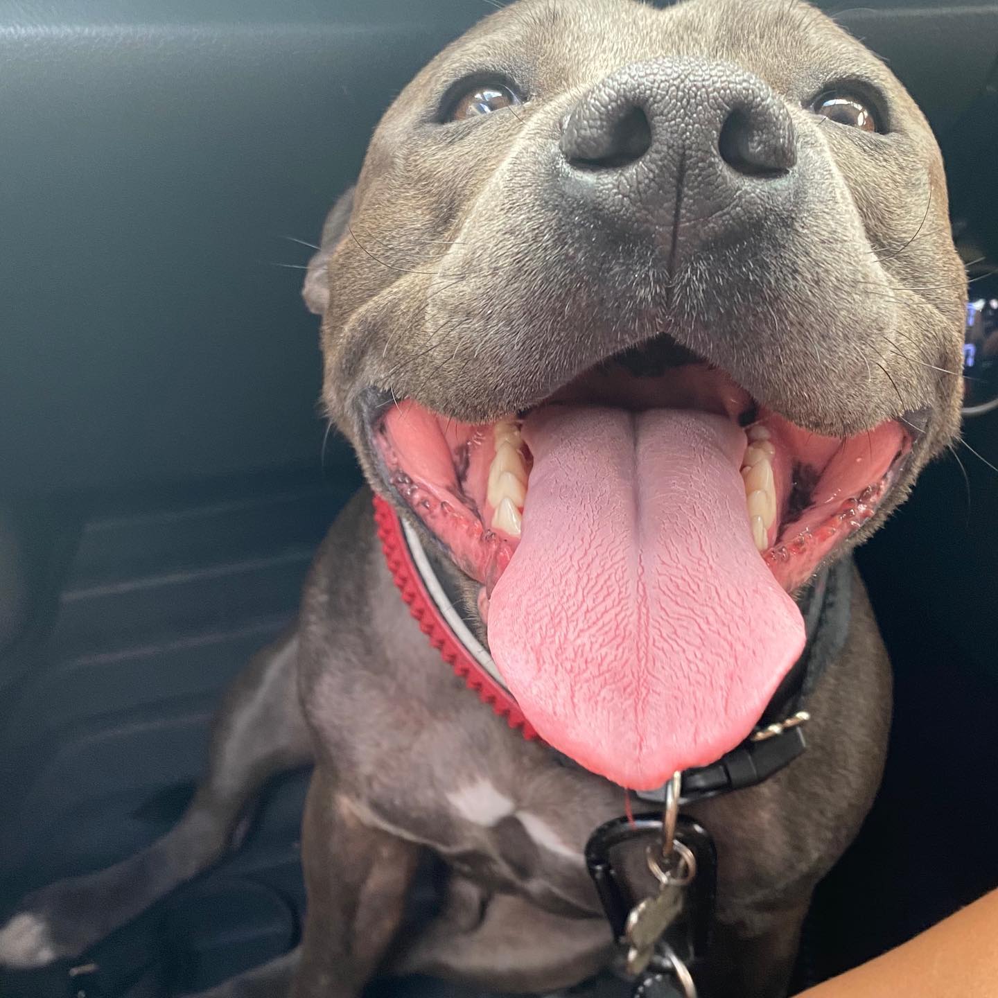 Sydney Pet Doors Gallery Dog & Cat Door Installations