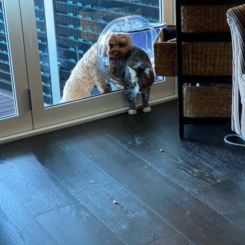 Sydney Pet Doors Gallery Dog & Cat Door Installations