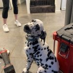 Dalmatian puppy waiting for its new dog door