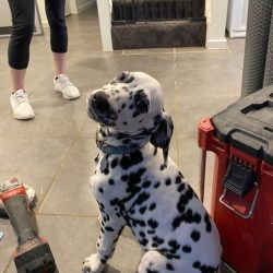 Dalmatian puppy waiting for its new dog door