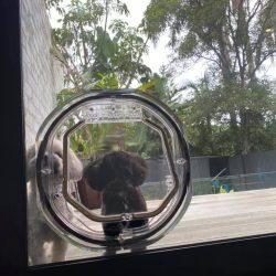Pet door in glass door with 2 dogs outside