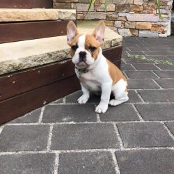 42473012_1148230091996777_8488070247050379264_n