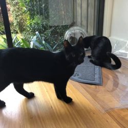 44283476_1162985140521272_5291158099581730816_n