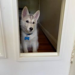 78389802_1474721279347655_4836802000488235008_n