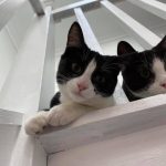 Two cats looking down from a staircase
