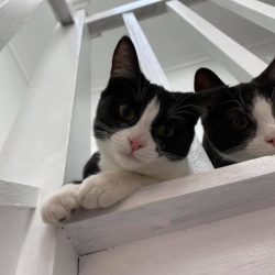 Two cats looking down from a staircase