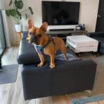 Dog standing on a couch