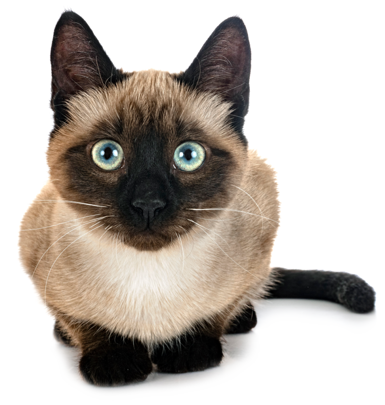 Cat Door Products & Installations Sydney Pet Doors