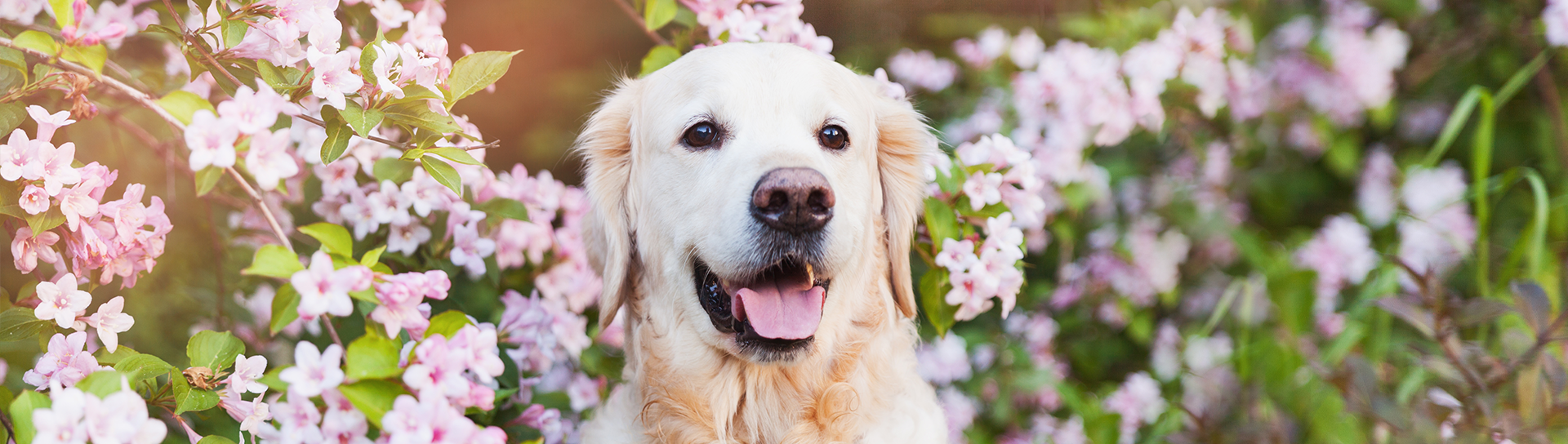 Dog among flowers