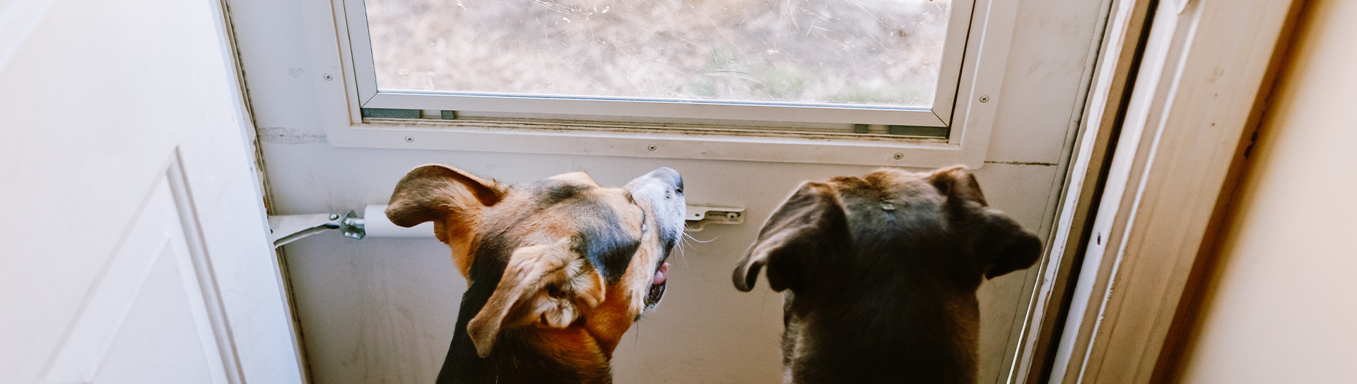 Dogs scratching at door