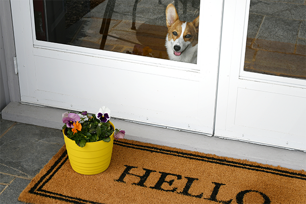 How to Stop Your Dog From Scratching the Door - Sydney Pet Doors