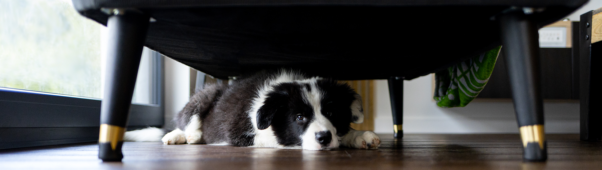 dog hiding under chair