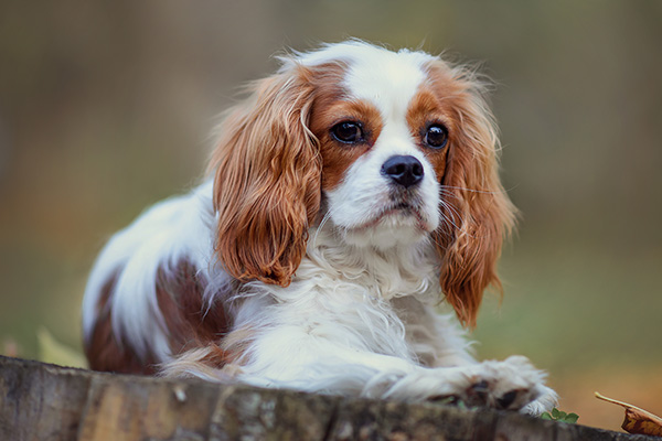18 Best Low Maintenance Dogs - Sydney Pet Doors - Quiet Low Maintenance Dogs