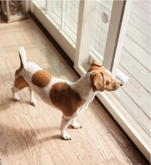 Pet Behaviour