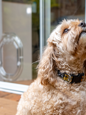 Dog Door Sizes