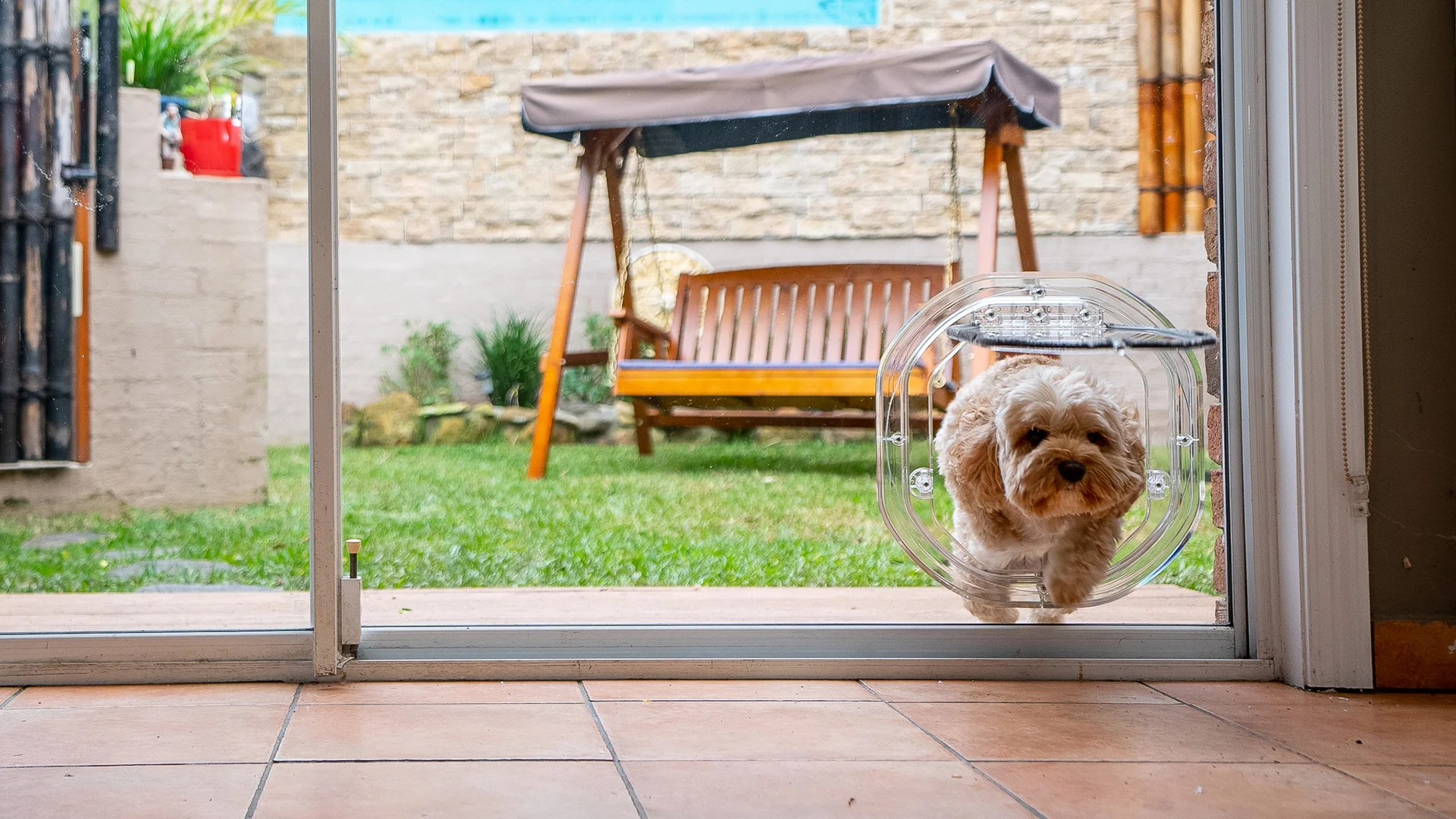 Dog jumping through dog door