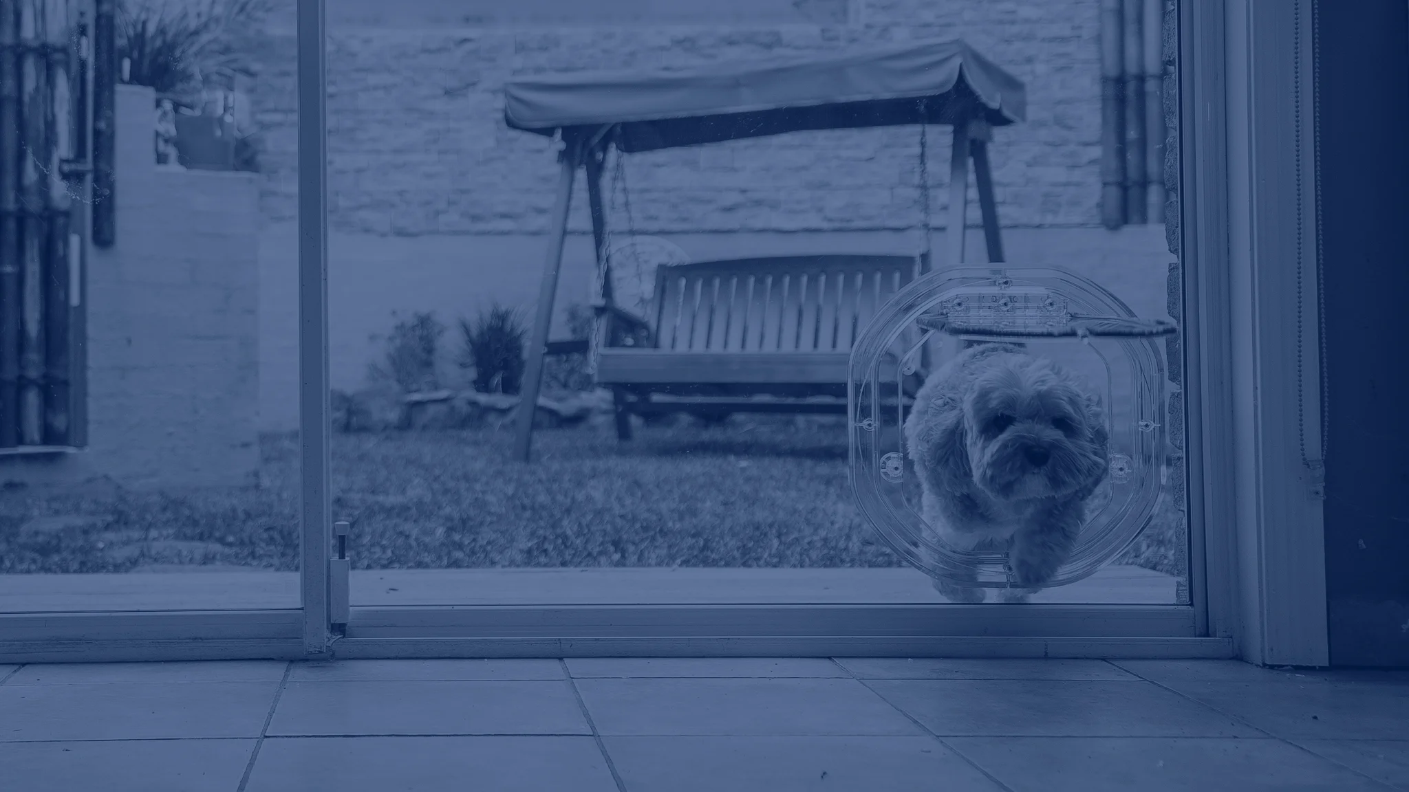 Dog jumping through dog door
