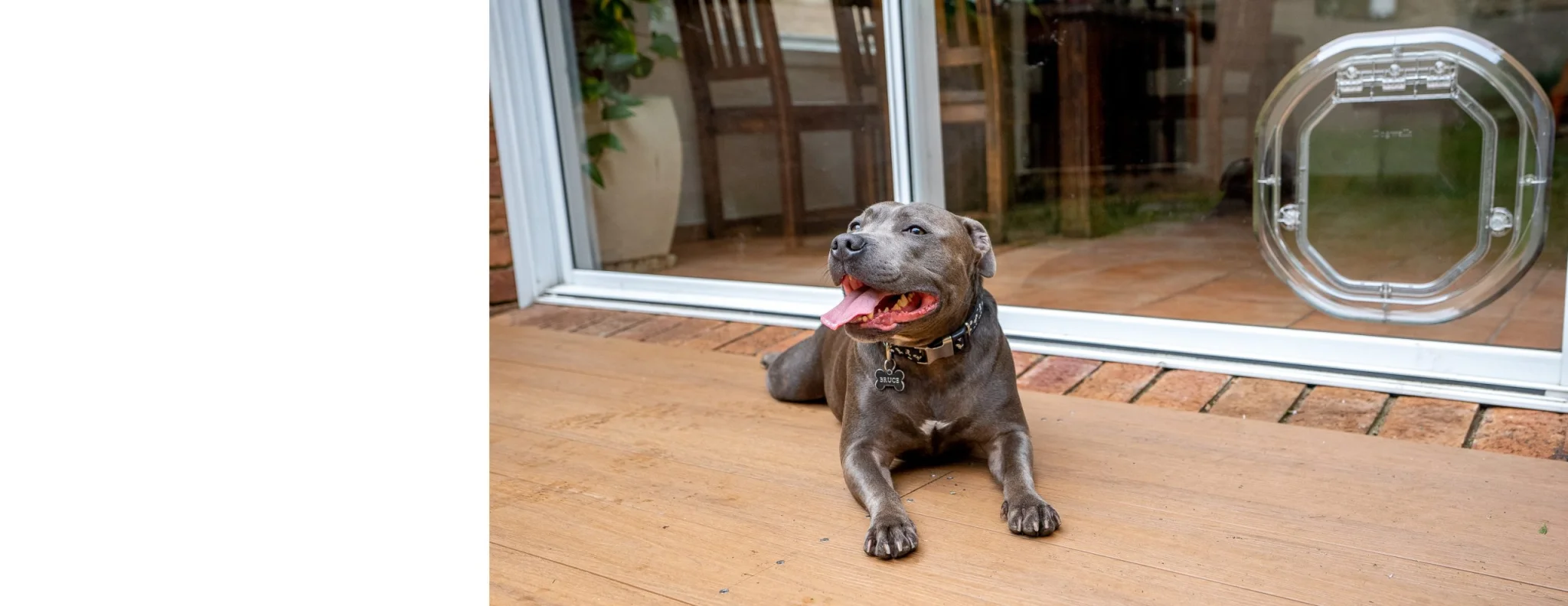Dog sitting in front of glass back door